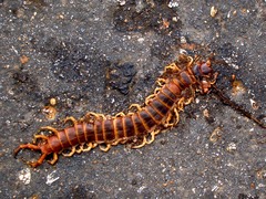 Scolopendra gigantea
