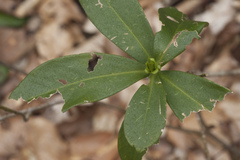 Daphne pontica