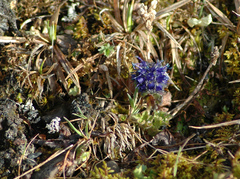 Veronica alaskensis