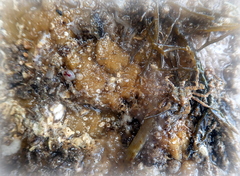 Halicarcinus