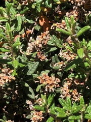 Pomaderris phylicifolia