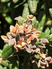 Pomaderris phylicifolia