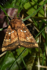 Papaipema harrisii