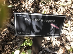 Pomaderris rugosa