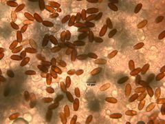 Psathyrella pseudogracilis