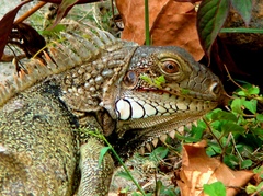 Iguana iguana