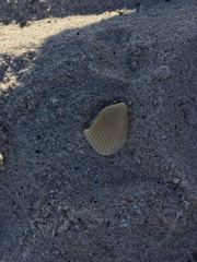 Noetia ponderosa