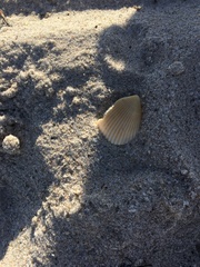 Noetia ponderosa