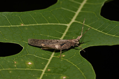 Desmoptera truncatipennis