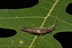 Desmoptera truncatipennis