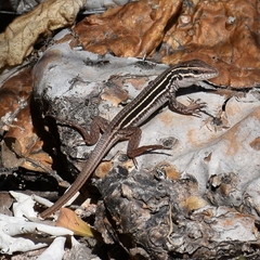 Aspidoscelis sackii sackii