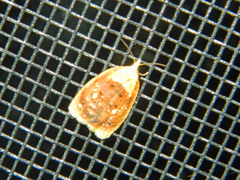 Acleris curvalana