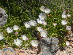 Mesembryanthemum longistylum
