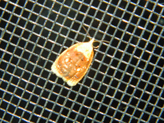 Acleris curvalana