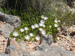 Mesembryanthemum longistylum