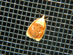 Acleris curvalana