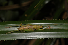 Austrosalomona destructor