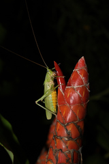 Austrosalomona destructor