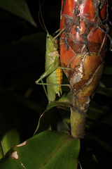 Austrosalomona destructor