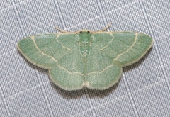 Chlorochlamys
