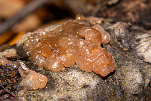 Myxarium nucleatum nuotrauka