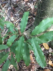 Wilkiea macrophylla