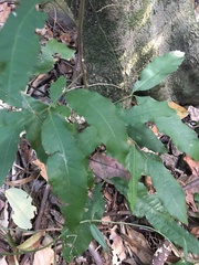 Wilkiea macrophylla