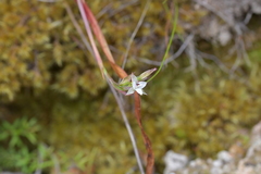 Thelymitra longifolia