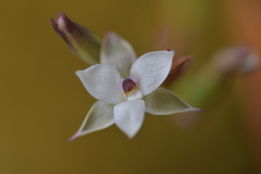 Thelymitra longifolia