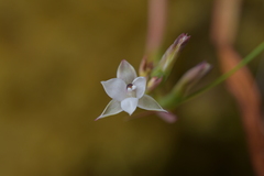 Thelymitra longifolia
