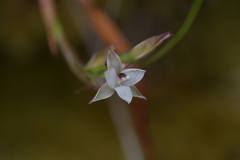 Thelymitra longifolia
