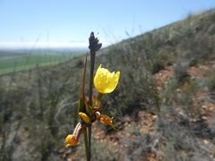 Bobartia longicyma