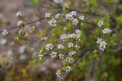 Kunzea tenuicaulis
