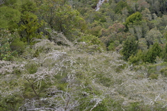 Kunzea tenuicaulis