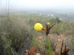 Bobartia longicyma