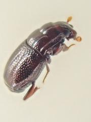Plegaderus