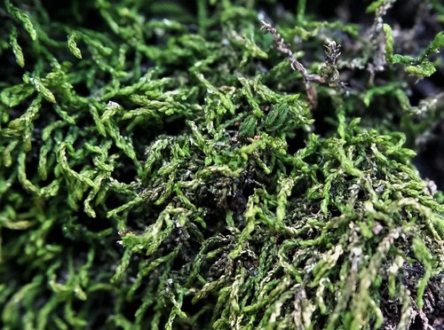Graceful Chain Moss (Leskea gracilescens)