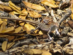 Cnemidophorus senectus