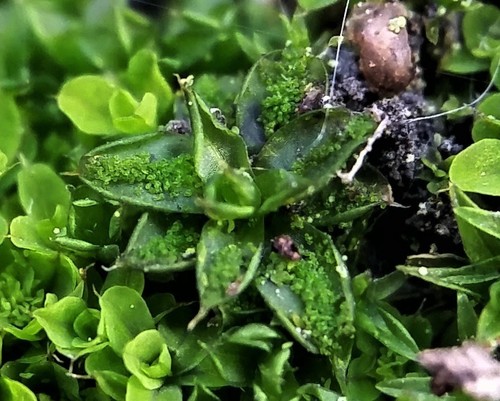 Syntrichia papillosa