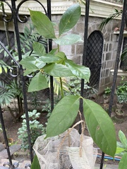 Bombax ceiba