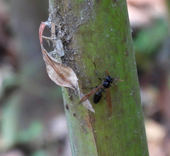 Agelaia panamaensis
