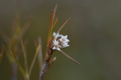 Dracophyllum subulatum