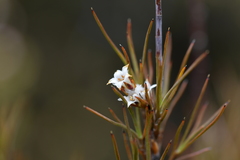 Dracophyllum subulatum