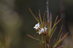 Dracophyllum subulatum