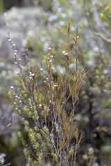 Dracophyllum subulatum