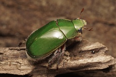Anoplognathus punctulatus