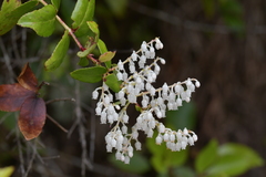 Gaultheria oppositifolia