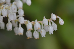 Gaultheria oppositifolia