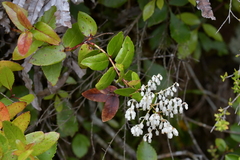 Gaultheria oppositifolia