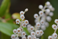 Gaultheria oppositifolia